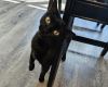 Ritzy Mitzy photo 4