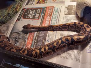 William Snakespeare, Senior Male unknown