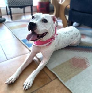 Serene, Adult Female Pit Bull Terrier