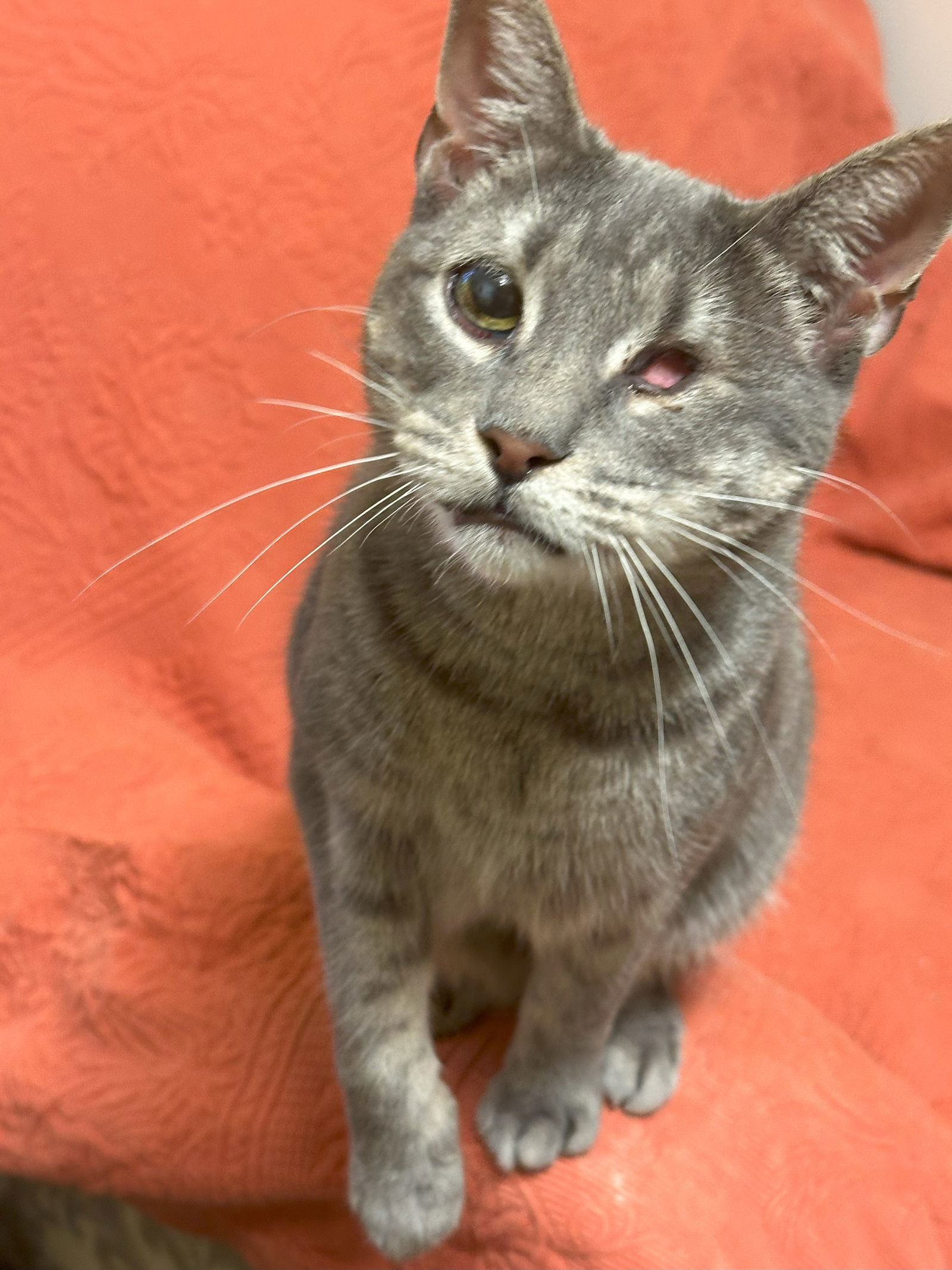 Tinkerbell, an adoptable Dilute Tortoiseshell in Jackson, MS, 39213 | Photo Image 1