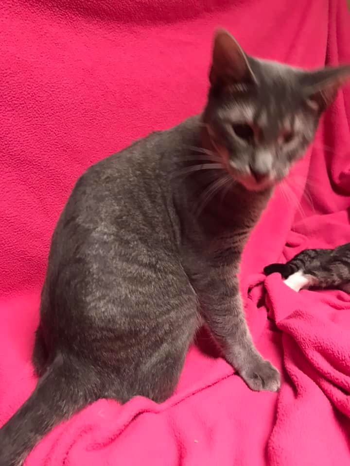 Tinkerbell, an adoptable Dilute Tortoiseshell in Jackson, MS, 39213 | Photo Image 2