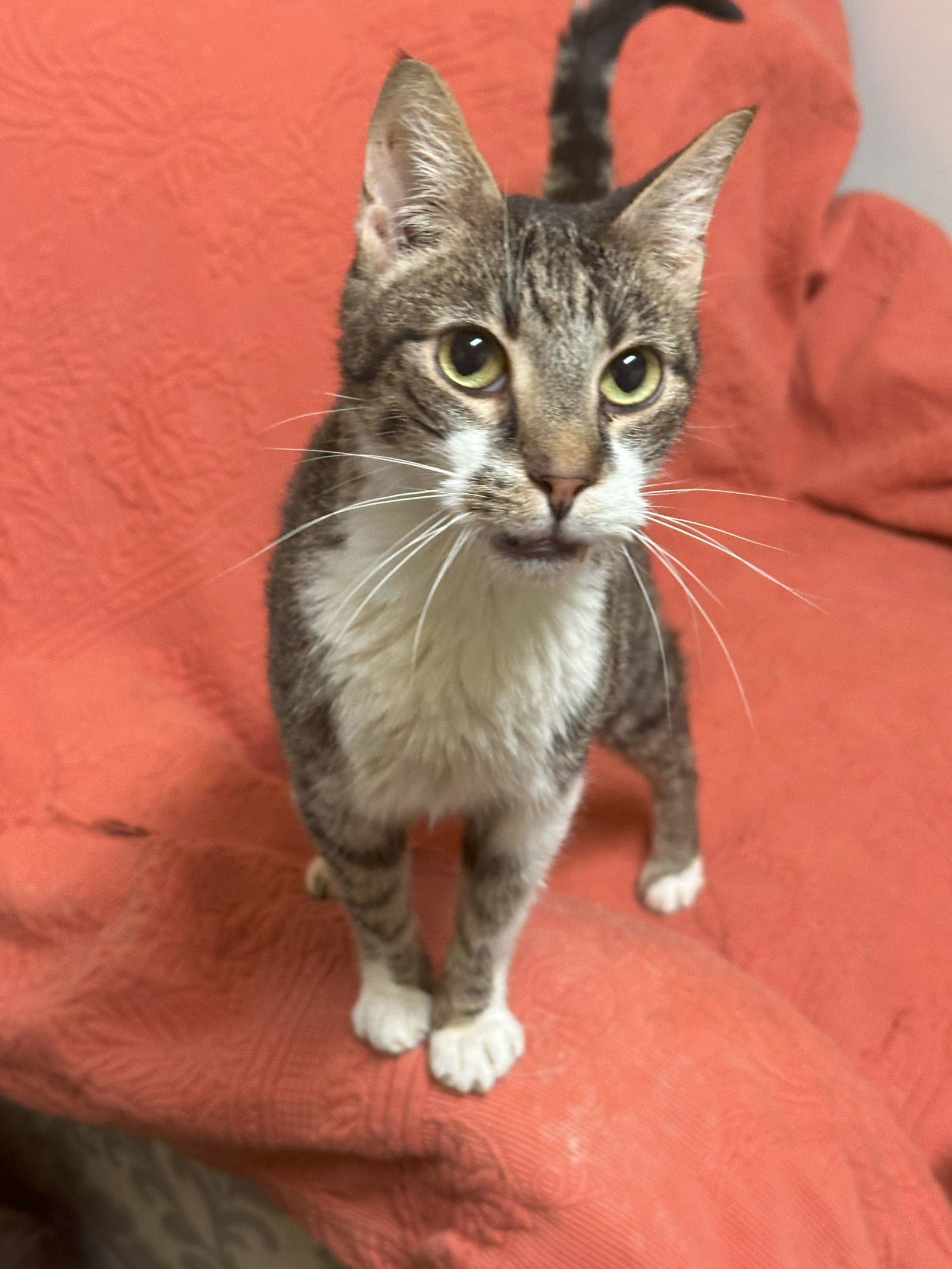 Jasper, an adoptable Domestic Short Hair in Jackson, MS, 39213 | Photo Image 1