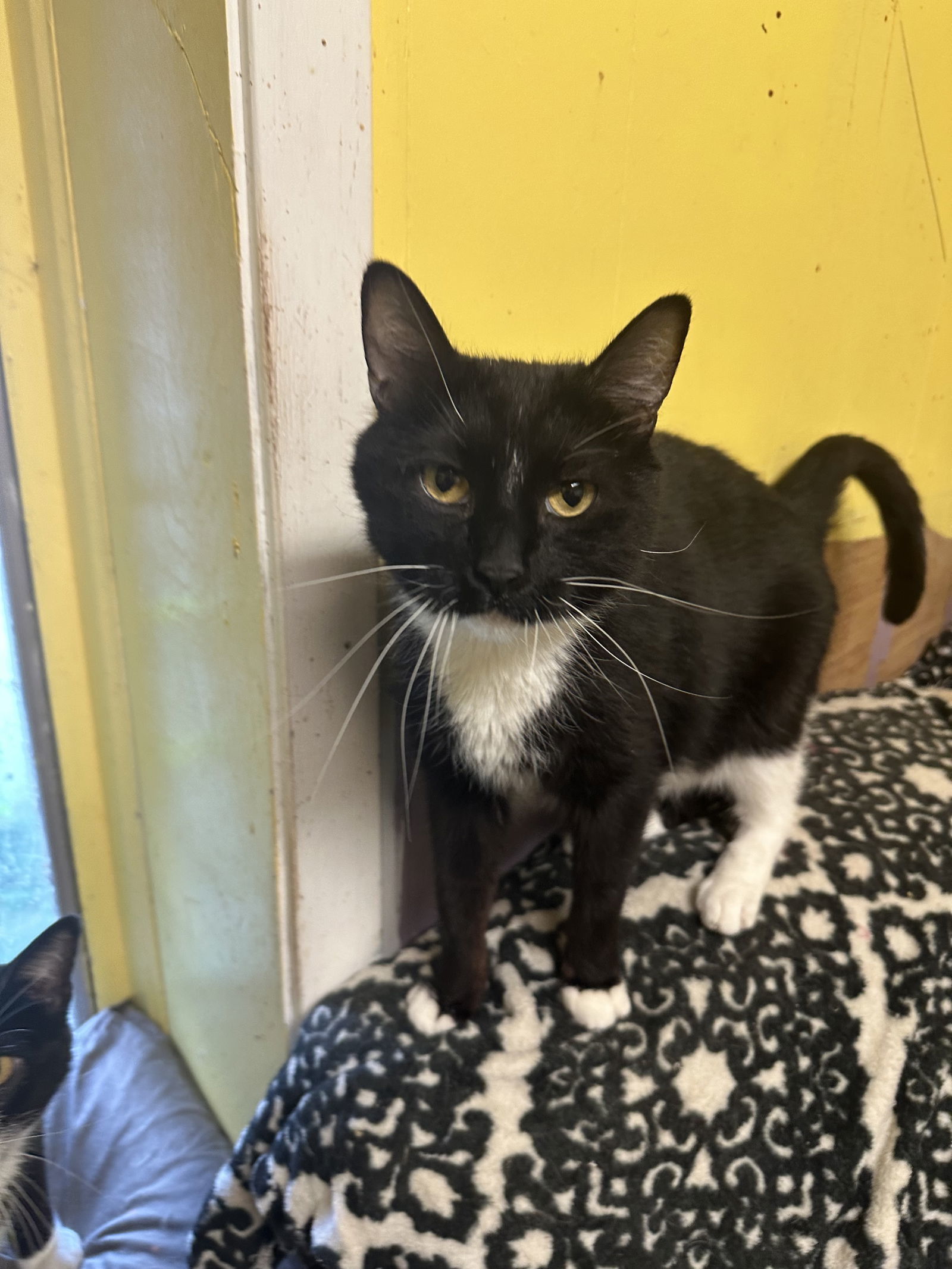 Cole, an adoptable Domestic Short Hair, Tuxedo in Jackson, MS, 39213 | Photo Image 1