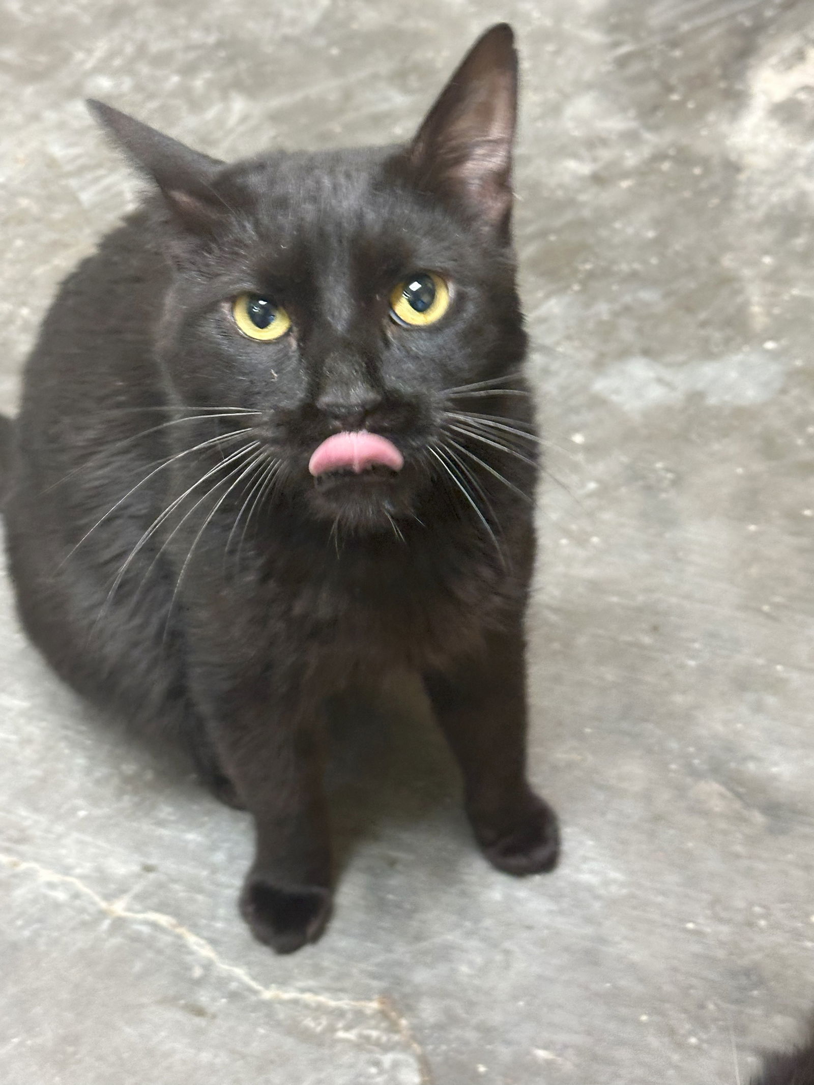 Diana Ross, an adoptable Domestic Short Hair in Jackson, MS, 39213 | Photo Image 1