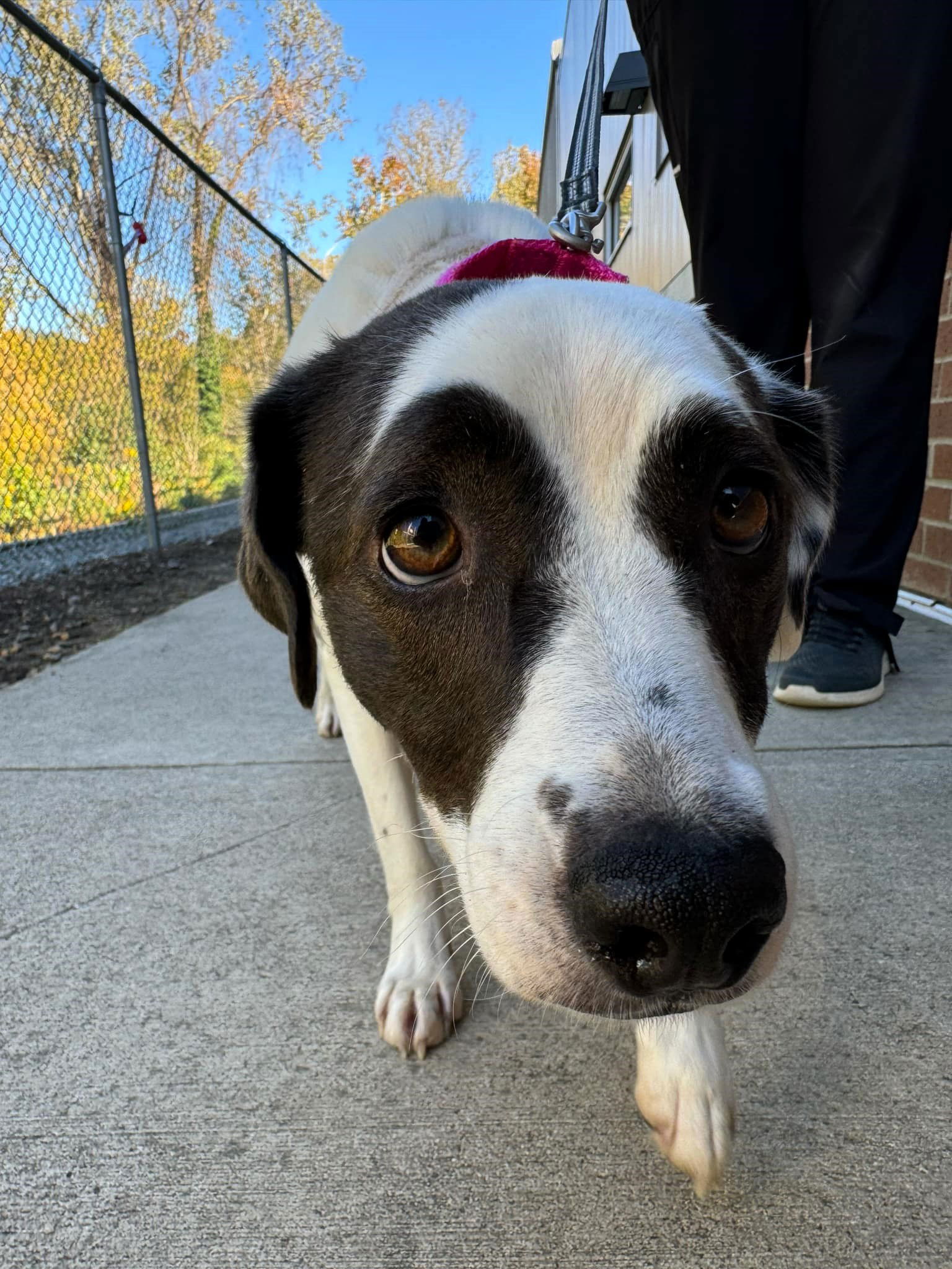 Panda, an adoptable Mixed Breed in Shelburne, VT, 05482 | Photo Image 1