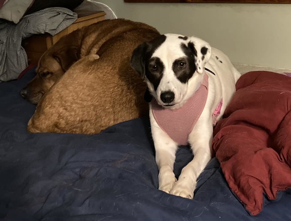 Panda, an adoptable Mixed Breed in Shelburne, VT, 05482 | Photo Image 2