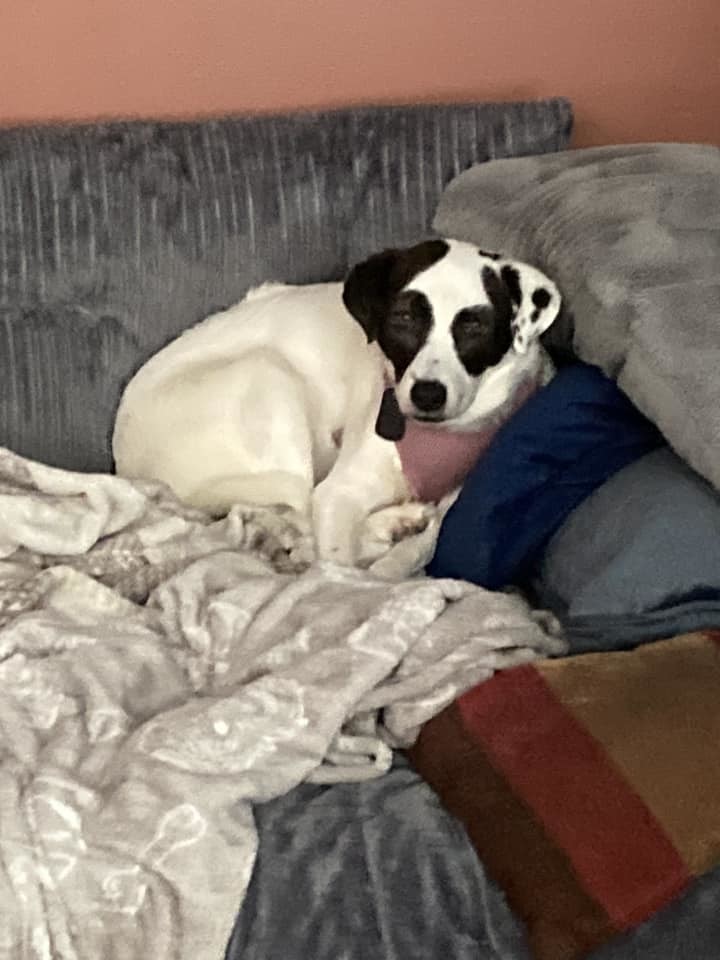 Panda, an adoptable Mixed Breed in Shelburne, VT, 05482 | Photo Image 3