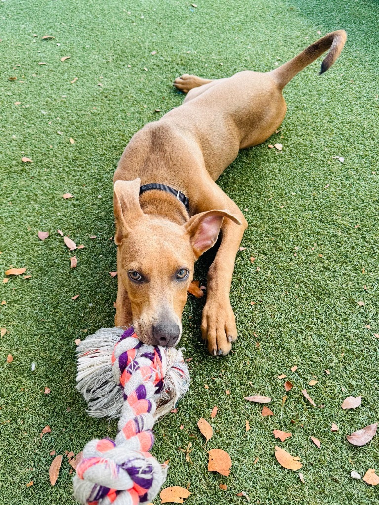 Pepper