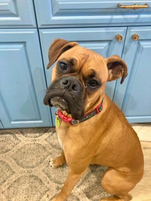 Chloe, Young Female Boxer