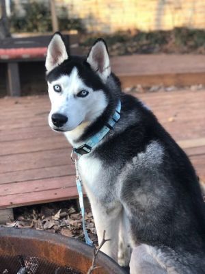 Meet Bobo Leon the ultimate adventure buddy wrapped in a stunning husky package This one-year-old 