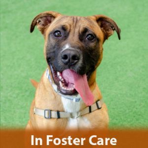 FOSTER CARE Hi my name is Charlie Im a 2 year old neutered male Pit Bull mix who weighs around