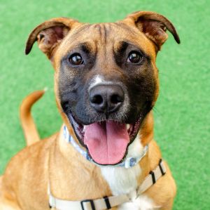 Hi my name is Charlie Im a 2 year old neutered male Pit Bull mix who weighs around 65 pounds