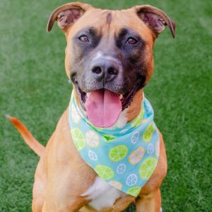 FOSTER CARE Hi my name is Charlie Im a 2 year old neutered male Pit Bull mix who weighs around