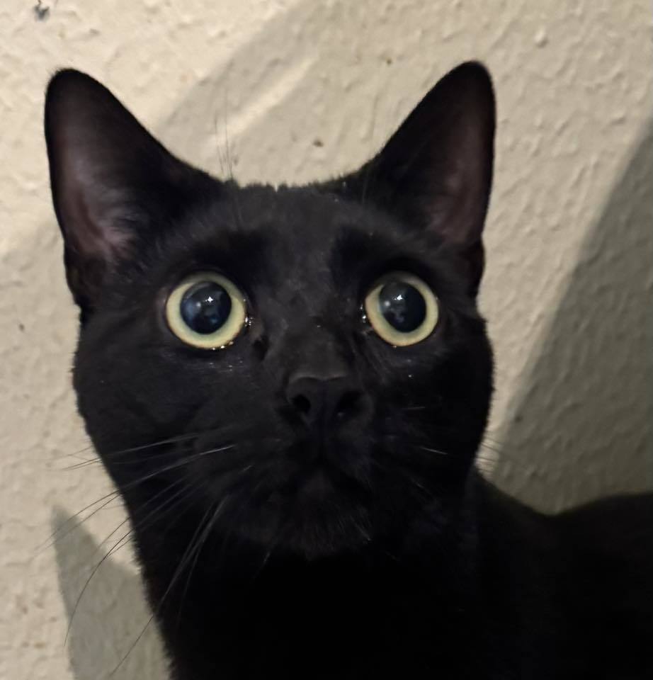 Sampson