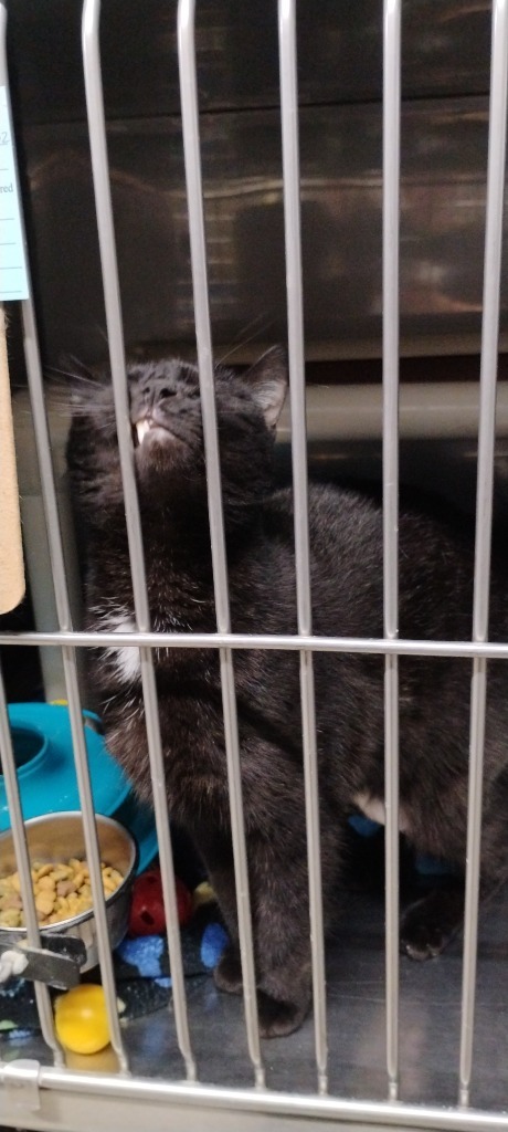 Esther, an adoptable Domestic Short Hair in Virginia, MN, 55792 | Photo Image 1