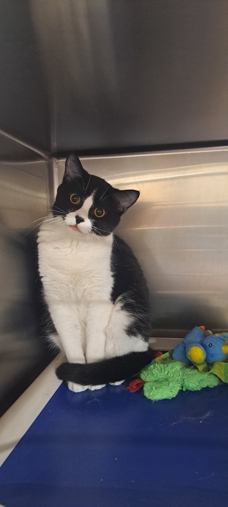 Meadow, an adoptable Domestic Short Hair in Virginia, MN, 55792 | Photo Image 1