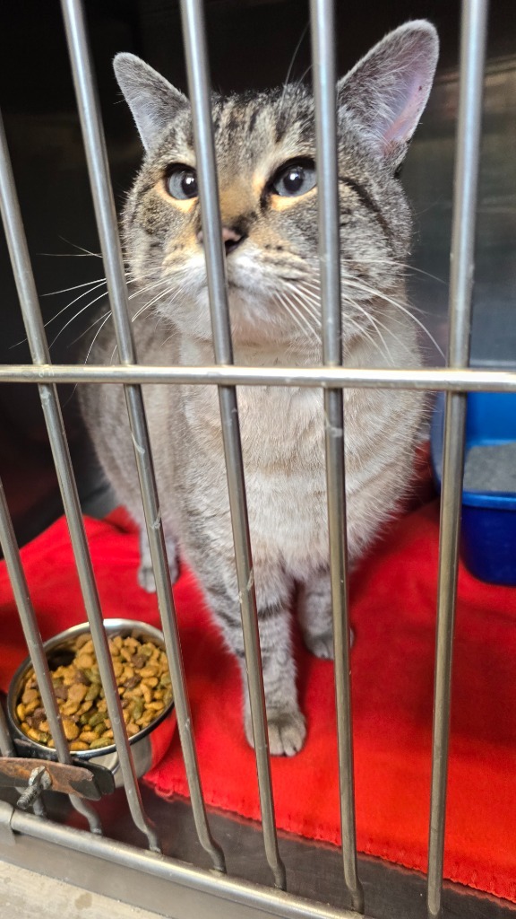 Mint Chocolate Chip, an adoptable Domestic Short Hair in Virginia, MN, 55792 | Photo Image 1