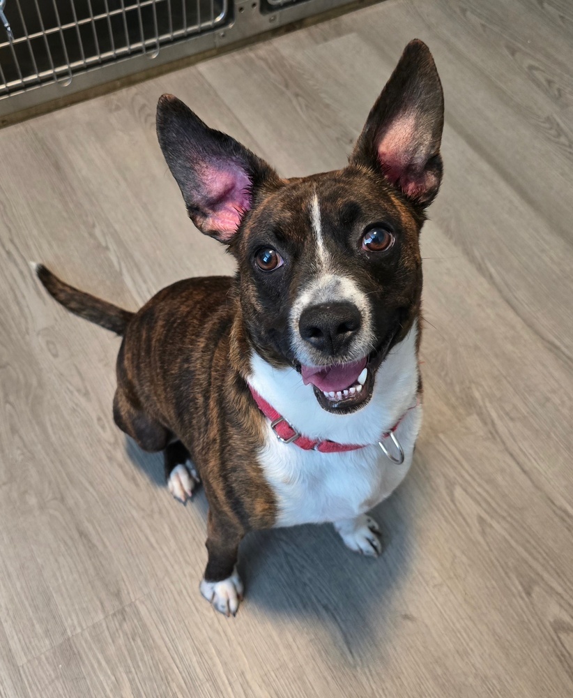 Banjo, an adoptable Feist in Washington, DC, 20037 | Photo Image 1