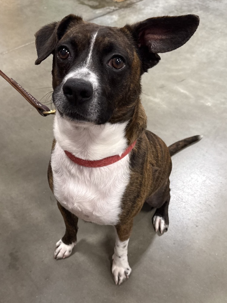 Banjo, an adoptable Feist in Washington, DC, 20037 | Photo Image 2