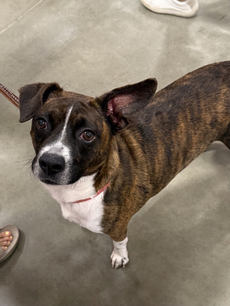 Banjo, an adoptable Feist in Washington, DC, 20037 | Photo Image 3