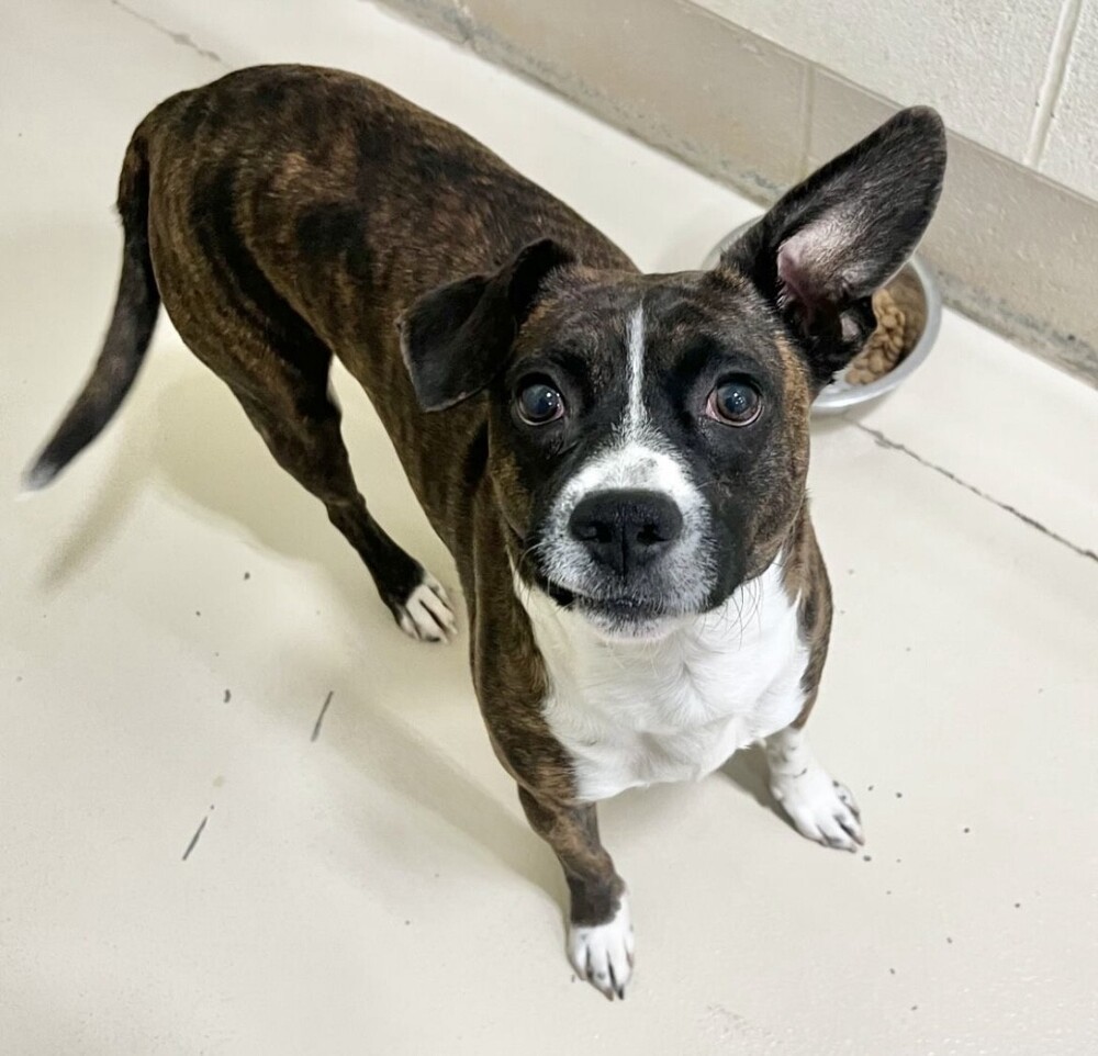 Banjo, an adoptable Feist in Washington, DC, 20037 | Photo Image 4