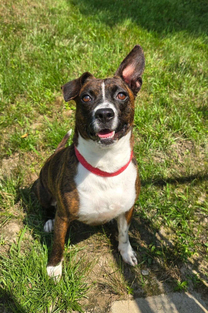 Banjo, an adoptable Feist in Washington, DC, 20037 | Photo Image 5