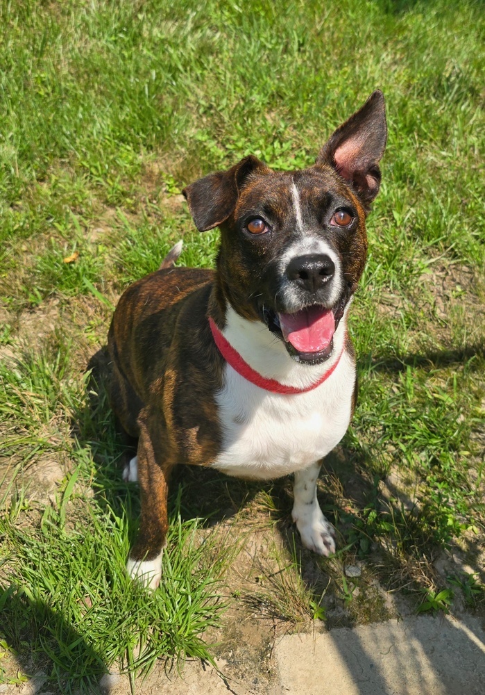 Banjo, an adoptable Feist in Washington, DC, 20037 | Photo Image 6
