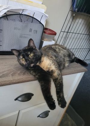 Charlie, Baby Female Domestic Short Hair