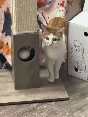Wendy, Adult Female Domestic Short Hair