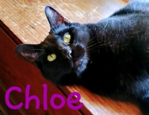 Chloe, Adult Female Domestic Short Hair