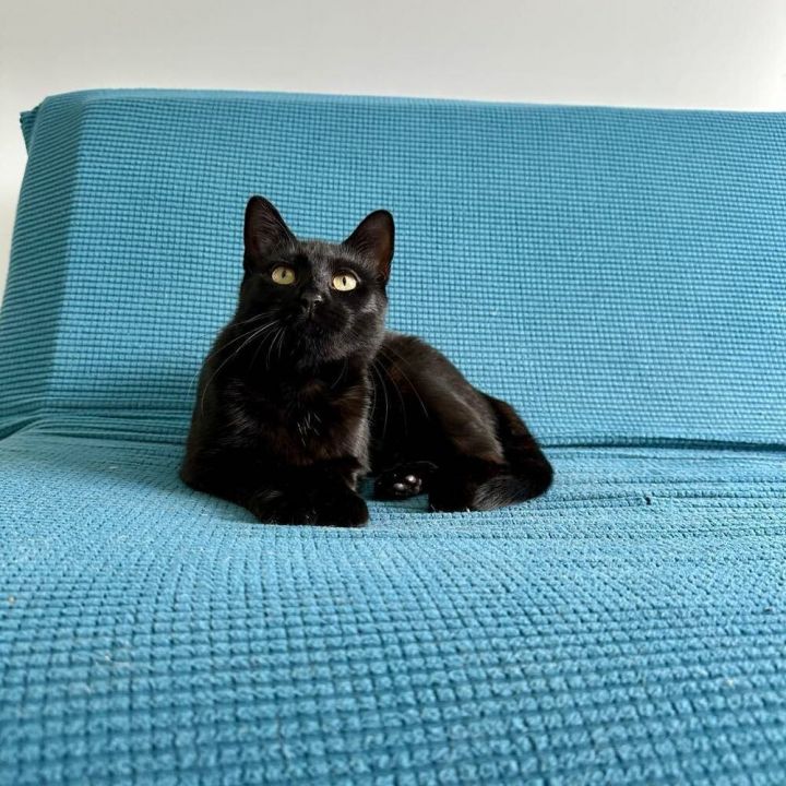 Blake 5