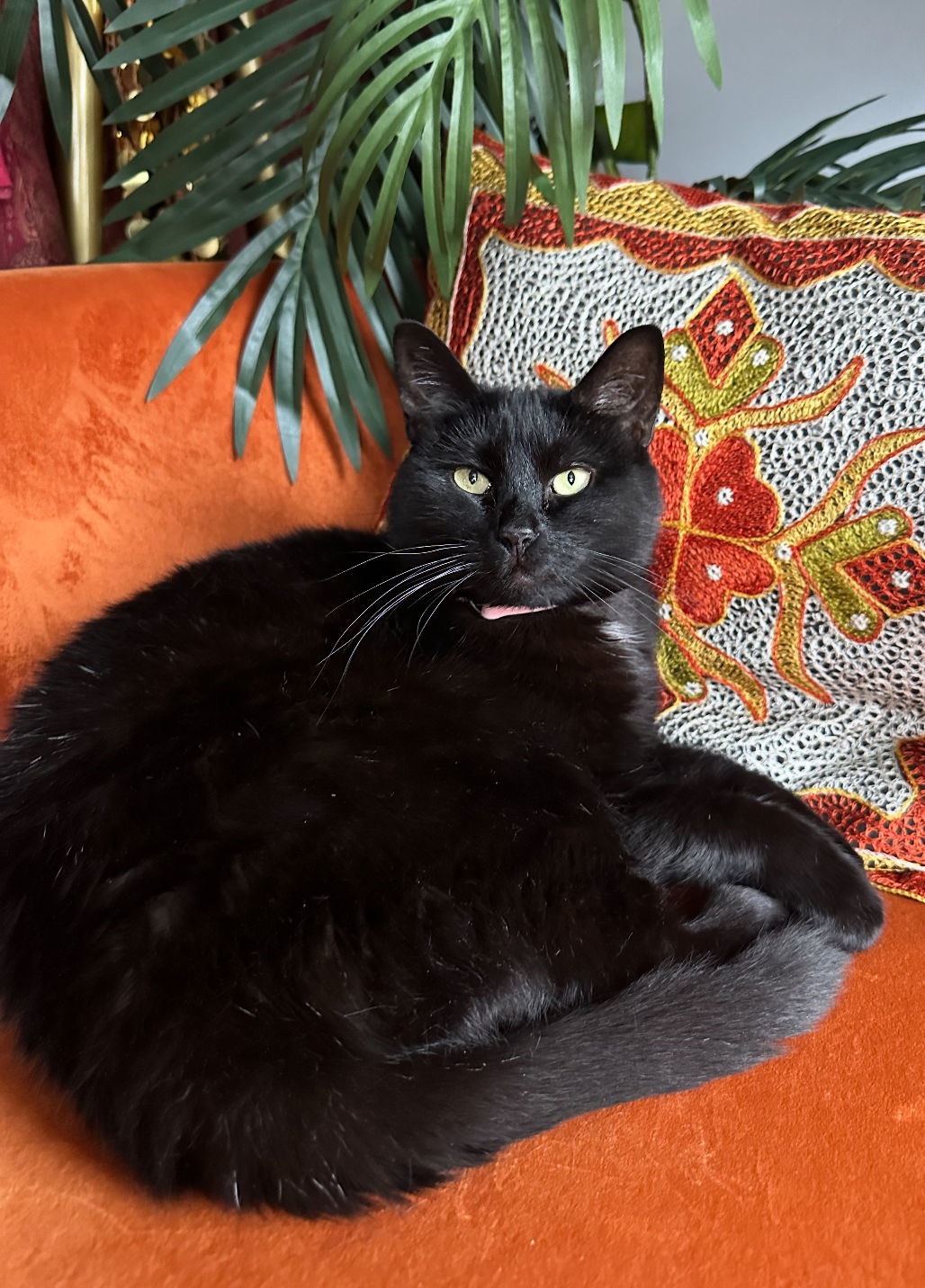 Purrcilla Presley