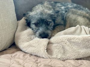 Princess Apricot (NY)