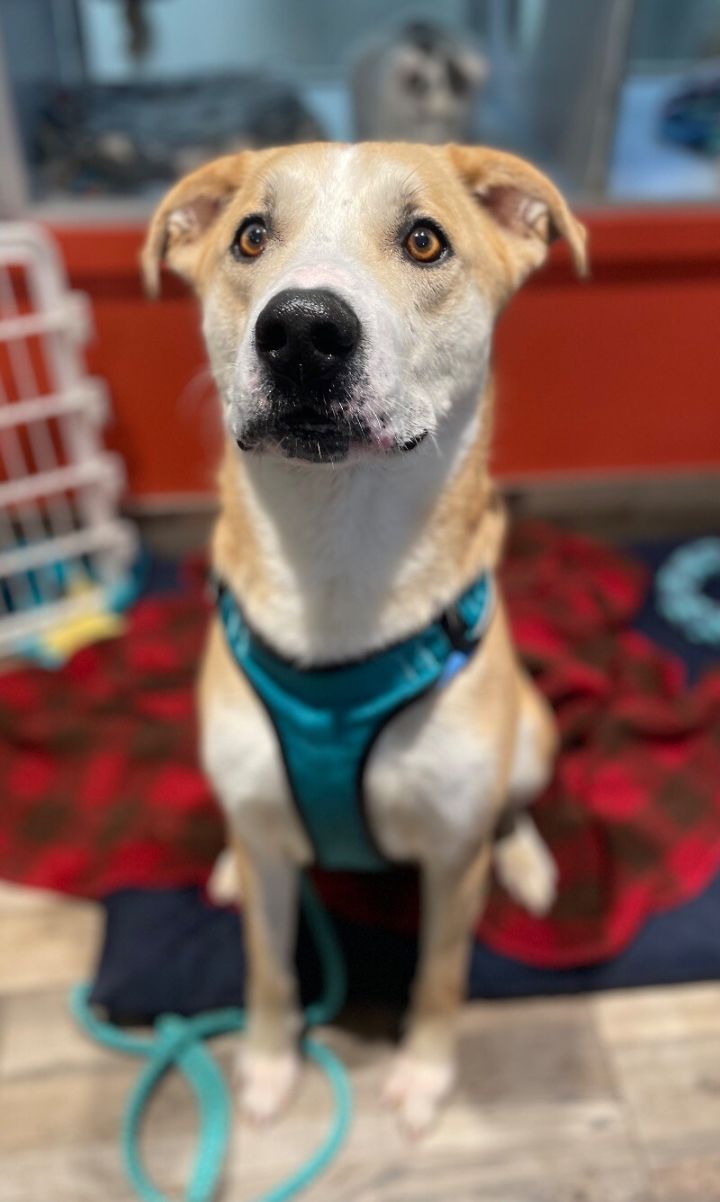 Finn 2