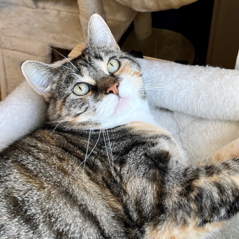 June, an adoptable Domestic Short Hair in Yankton, SD, 57078 | Photo Image 1