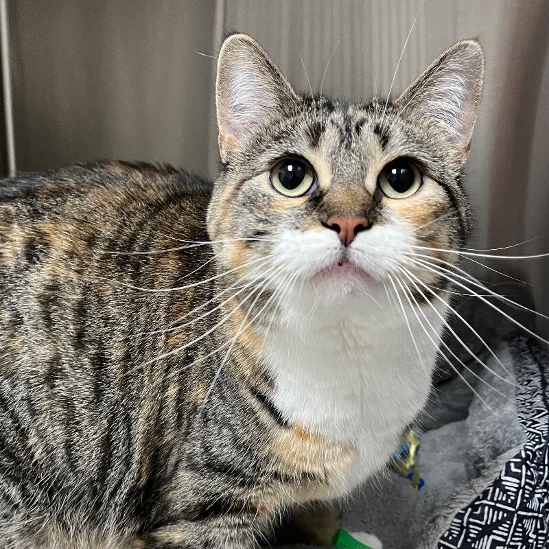 June, an adoptable Domestic Short Hair in Yankton, SD, 57078 | Photo Image 2