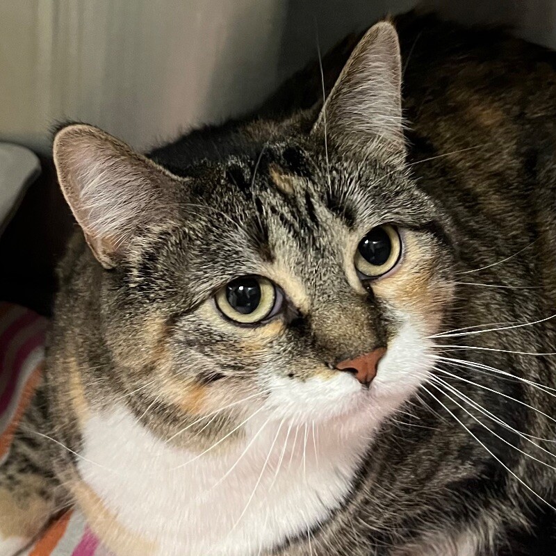 June, an adoptable Domestic Short Hair in Yankton, SD, 57078 | Photo Image 3
