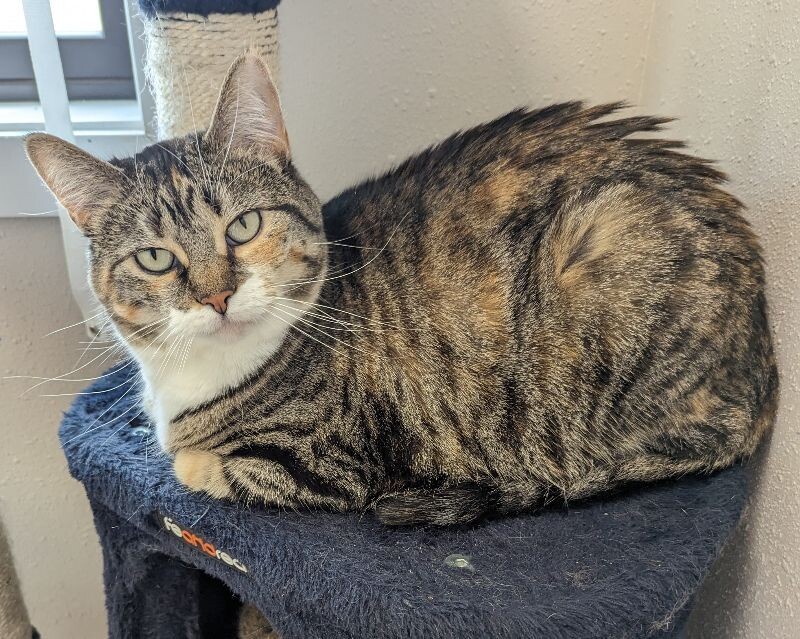 June, an adoptable Domestic Short Hair in Yankton, SD, 57078 | Photo Image 4