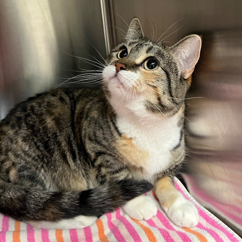 June, an adoptable Domestic Short Hair in Yankton, SD, 57078 | Photo Image 5