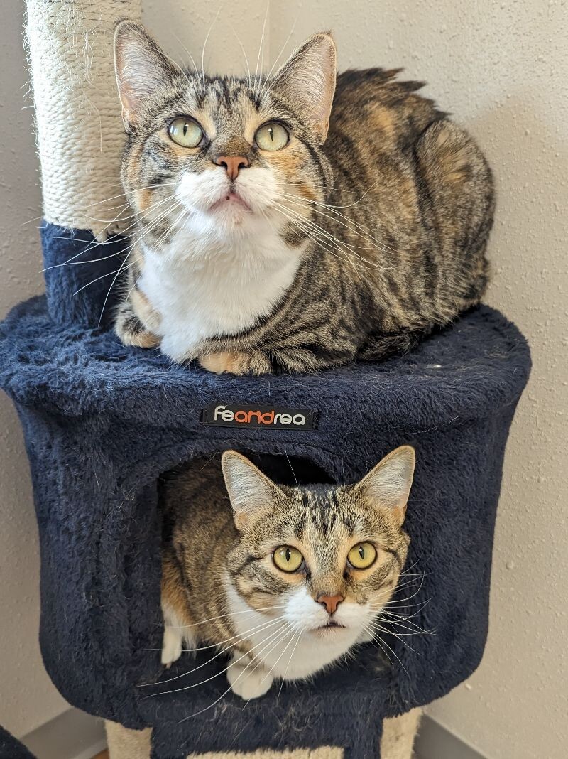June, an adoptable Domestic Short Hair in Yankton, SD, 57078 | Photo Image 6