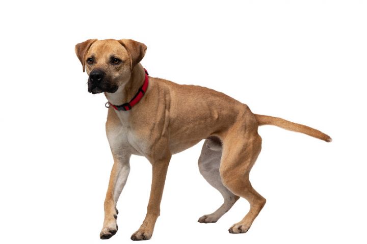 Rufus 2