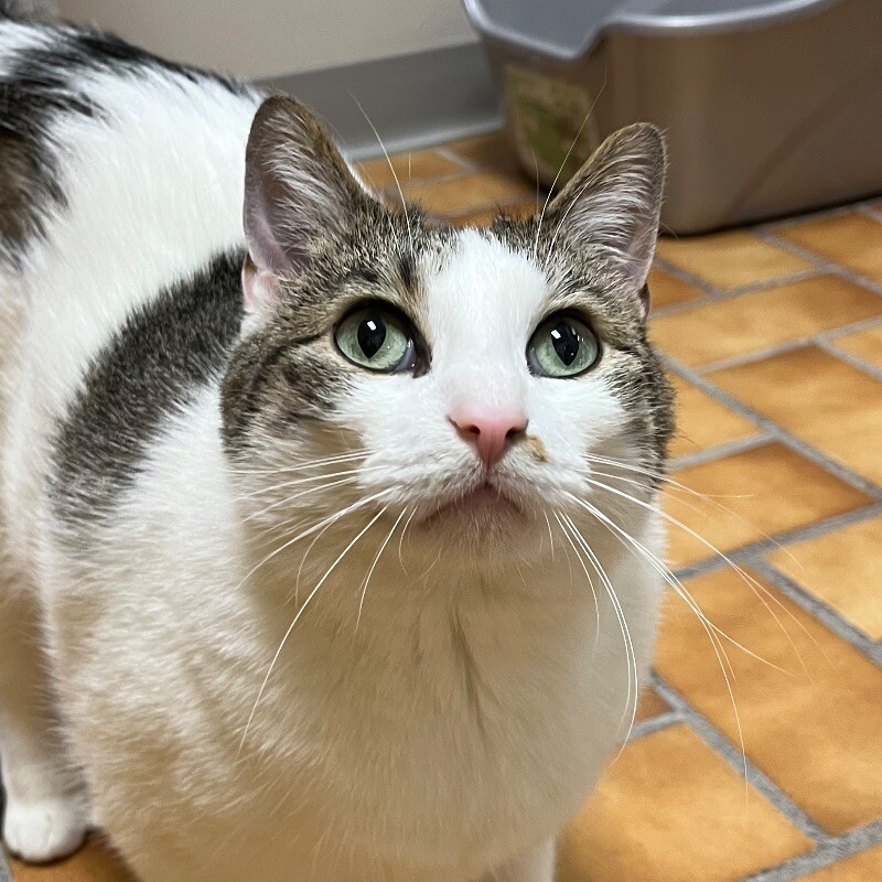 Lana, an adoptable Domestic Short Hair in Yankton, SD, 57078 | Photo Image 2