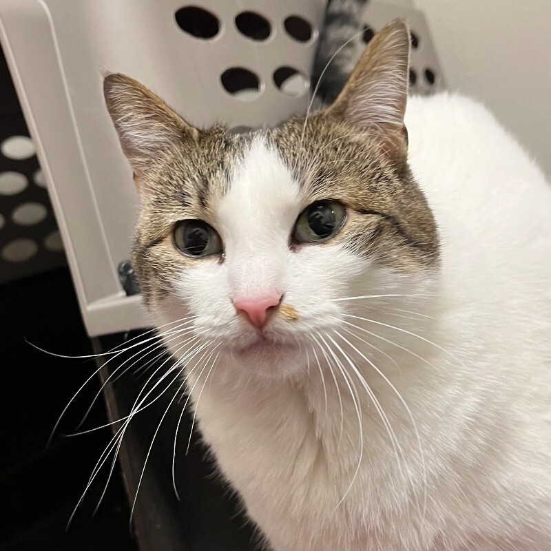 Lana, an adoptable Domestic Short Hair in Yankton, SD, 57078 | Photo Image 3