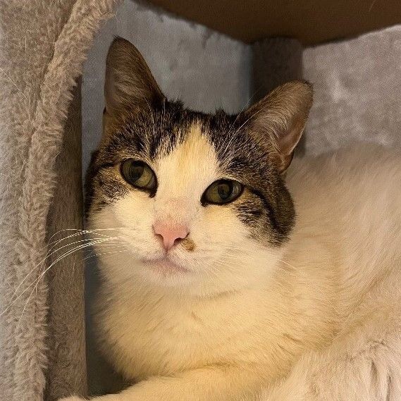 Lana, an adoptable Domestic Short Hair in Yankton, SD, 57078 | Photo Image 4