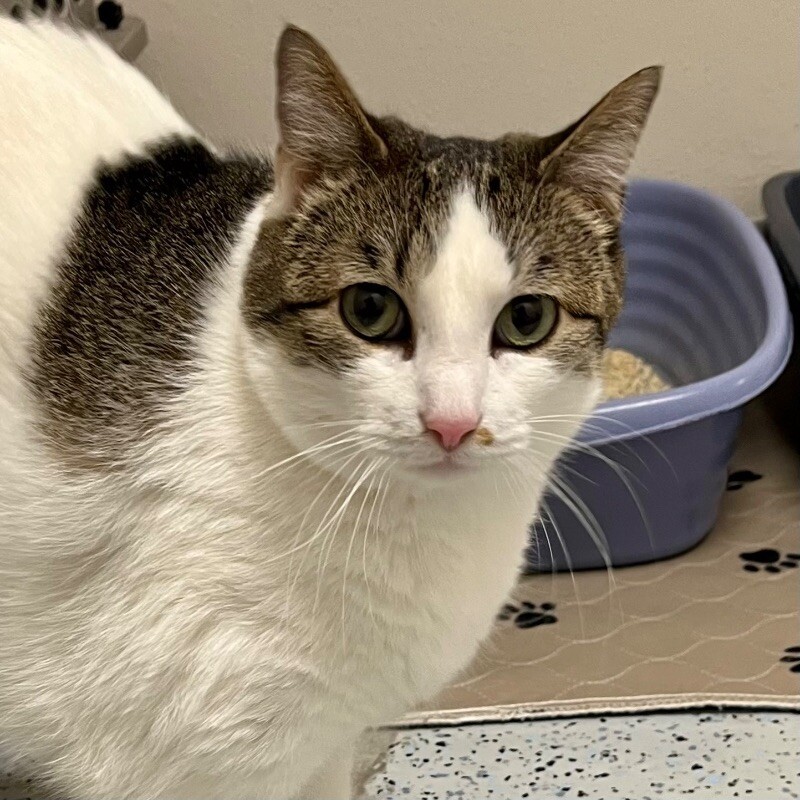 Lana, an adoptable Domestic Short Hair in Yankton, SD, 57078 | Photo Image 5