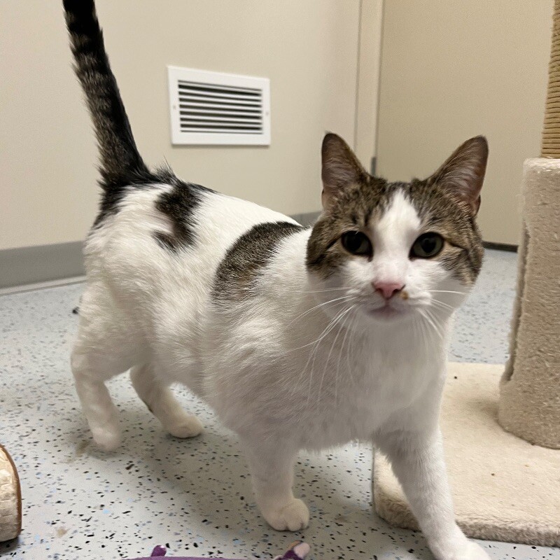 Lana, an adoptable Domestic Short Hair in Yankton, SD, 57078 | Photo Image 6