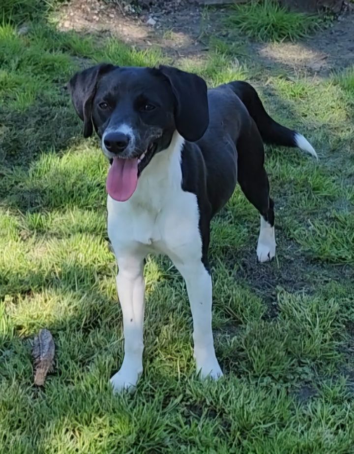 Shiloh 1