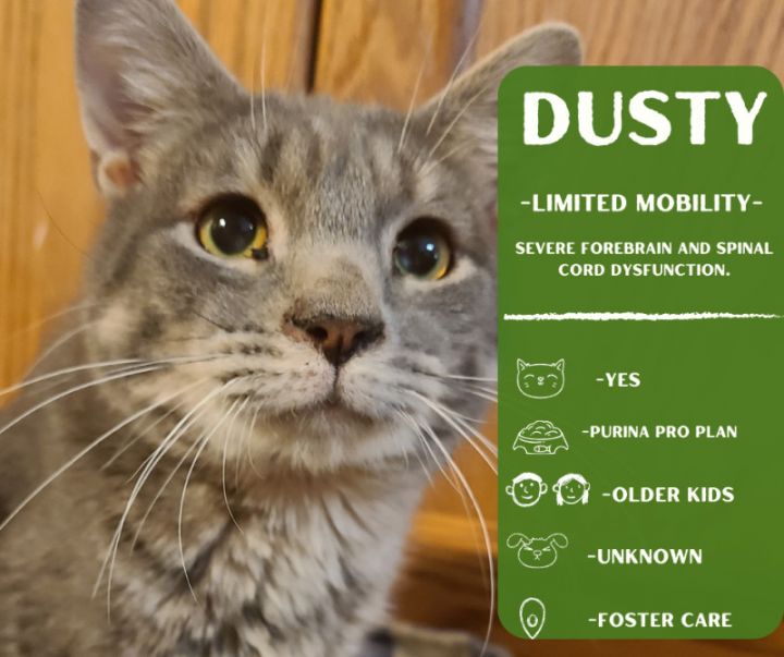 Dusty 6