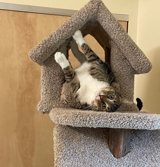 Oliver (Ollie)