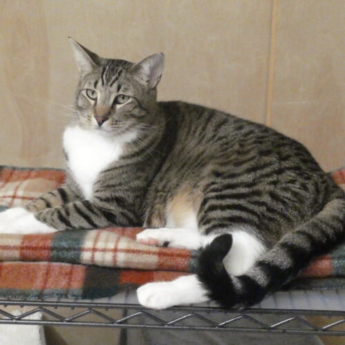 Oliver (Ollie) 2